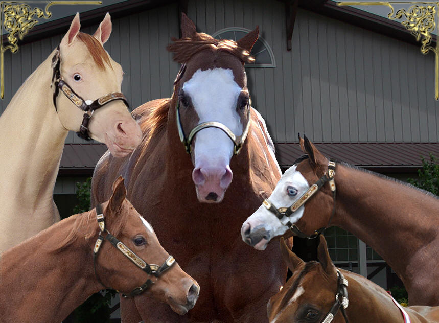 to Double L Acres World Champion Halter Horses!