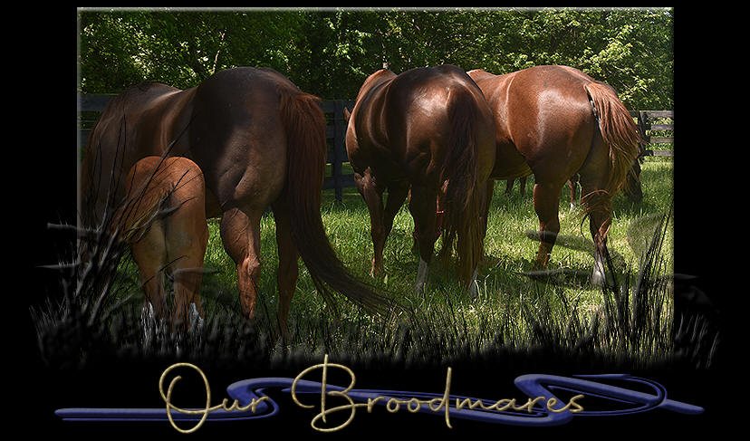 Breeder and sportsman . ely reccommend it to all horsemen, for